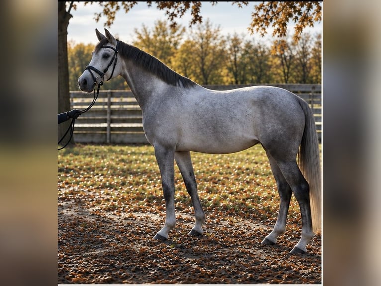 Holstein, Mare, 5 years, 16 hh, Grey