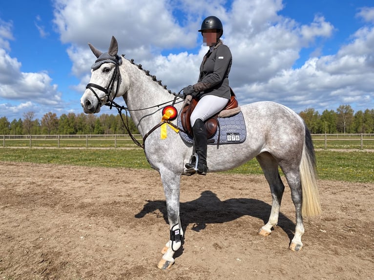 Holstein Mare 5 years 16 hh Grey in Wolfsburg