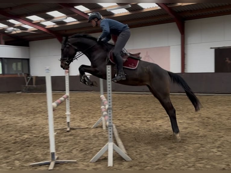 Holstein Mare 5 years 16 hh Smoky-Black in Hamburg Osdorf