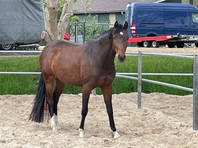 Holstein Mare 5 years 16,1 hh Bay-Dark in Schiphorst