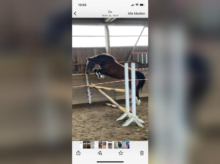 Holstein Mare 5 years 16,1 hh Bay-Dark in Schiphorst