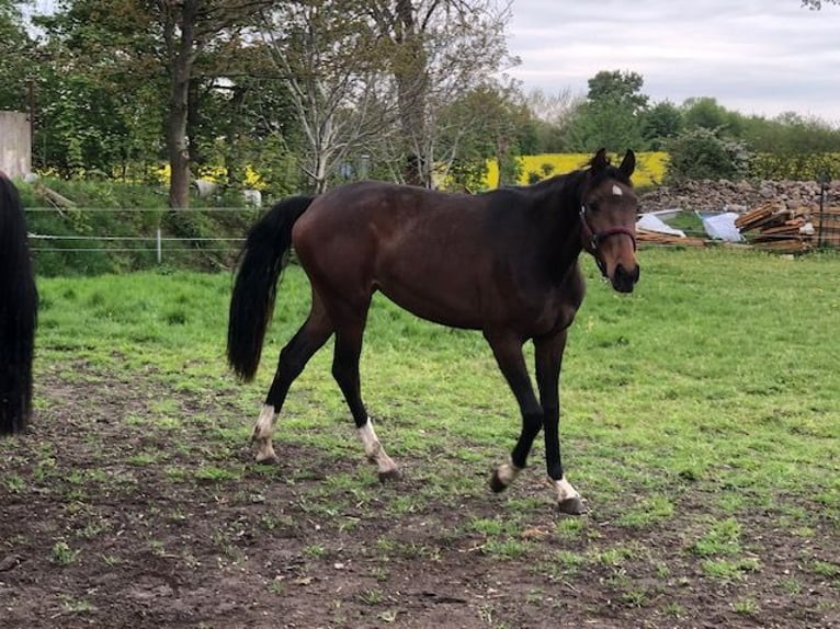 Holstein Mare 5 years 16,1 hh Bay-Dark in Schiphorst