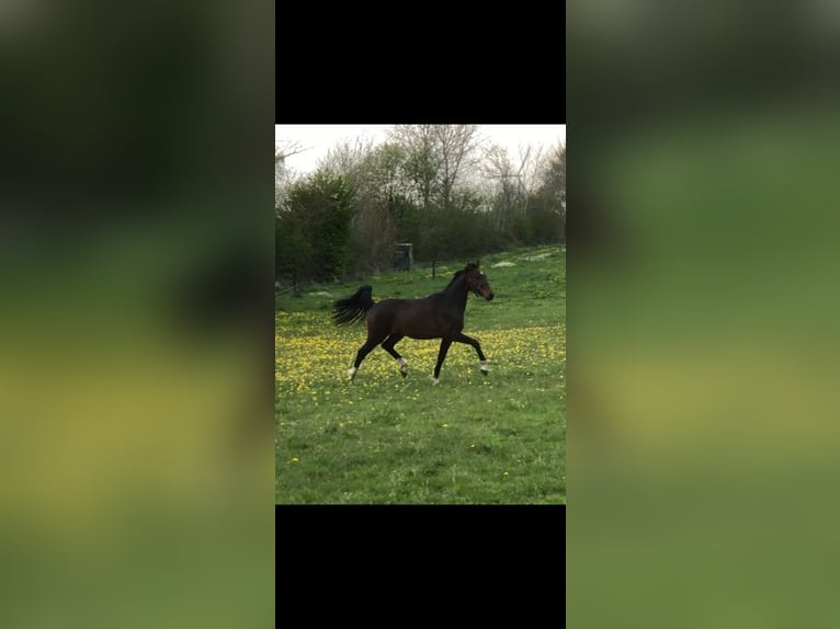 Holstein Mare 5 years 16,1 hh Bay-Dark in Schiphorst