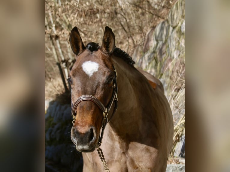 Holstein Mare 5 years 16,1 hh Bay-Dark in Erharting