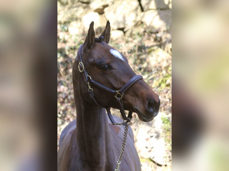 Holstein Mare 5 years 16,1 hh Bay-Dark in Erharting