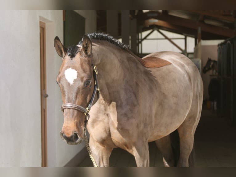 Holstein Mare 5 years 16,1 hh Bay-Dark in Erharting