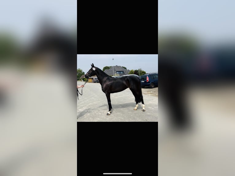 Holstein Mare 5 years 16,1 hh Black in Langenau