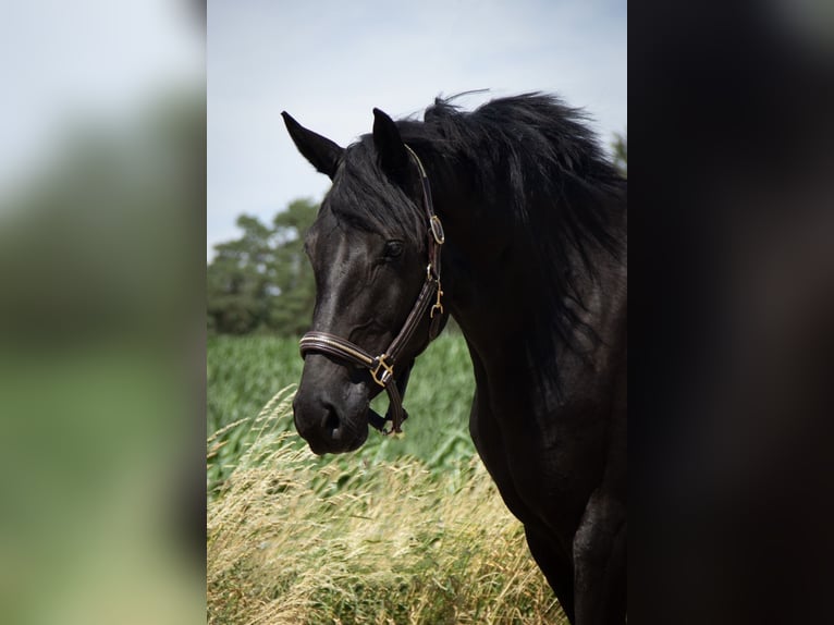 Holstein Mare 5 years 16,1 hh Black in DinkelsbühlDinkelsbühl Holstein Mare 5 years 16,1 hh Black in DinkelsbühlDinkelsbühl