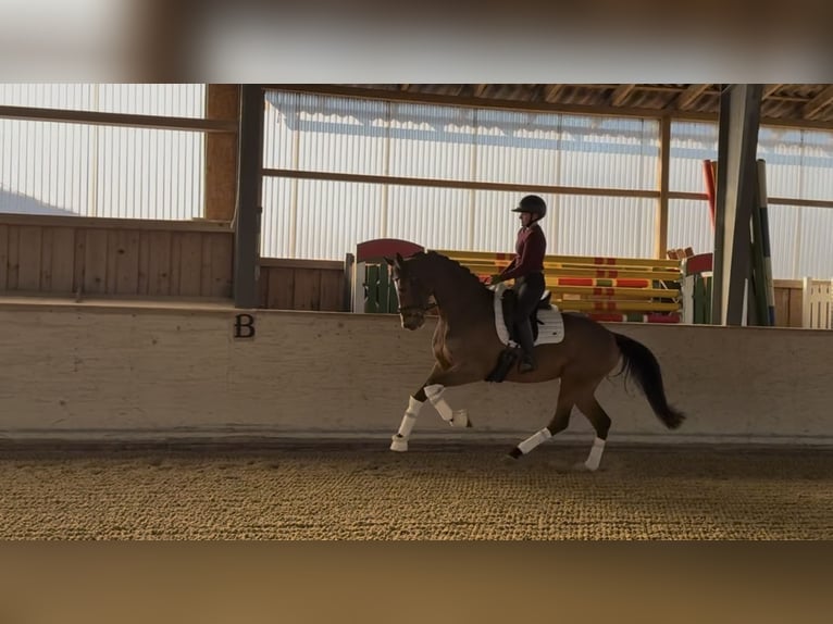 Holstein Mare 5 years 16,1 hh Brown-Light in Rosenheim