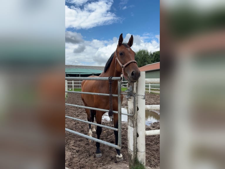 Holstein Mare 5 years 16,1 hh Brown in Itzehoe