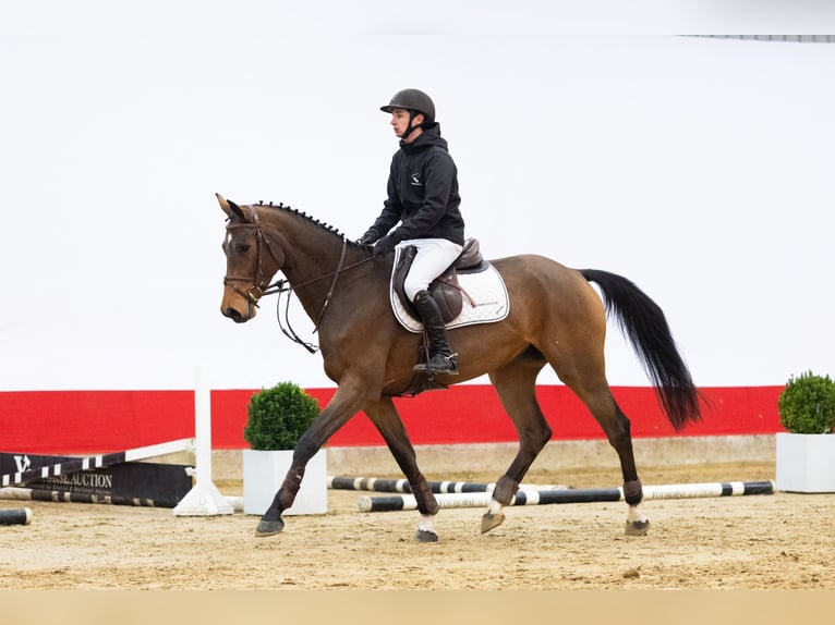 Holstein Mare 5 years 16,1 hh Brown in Waddinxveen