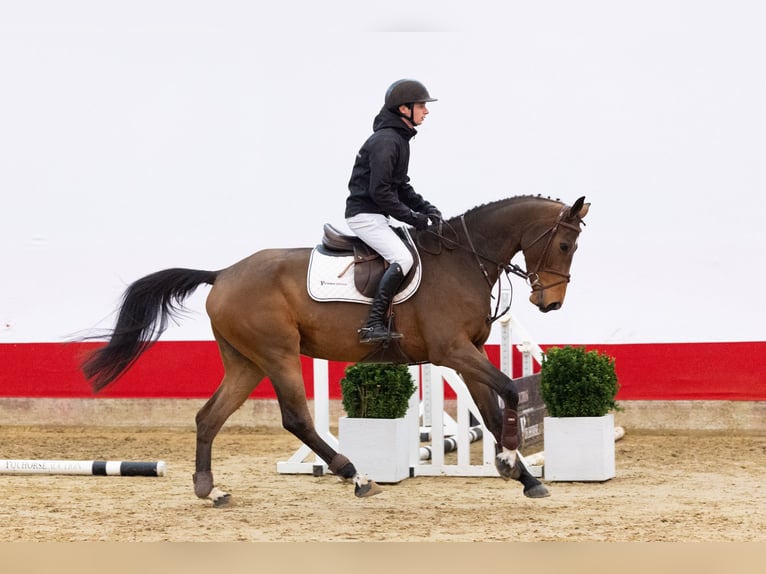 Holstein Mare 5 years 16,1 hh Brown in Waddinxveen