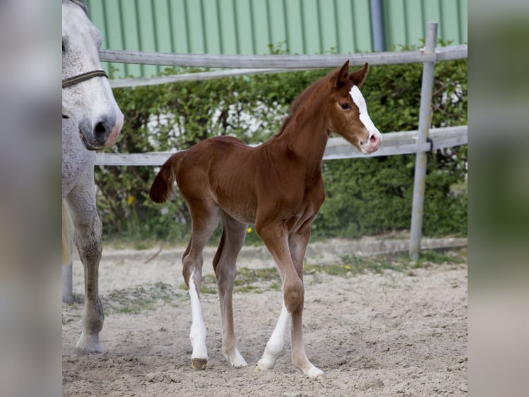 Holstein Mare 5 years 16,1 hh Chestnut-Red in Haselau