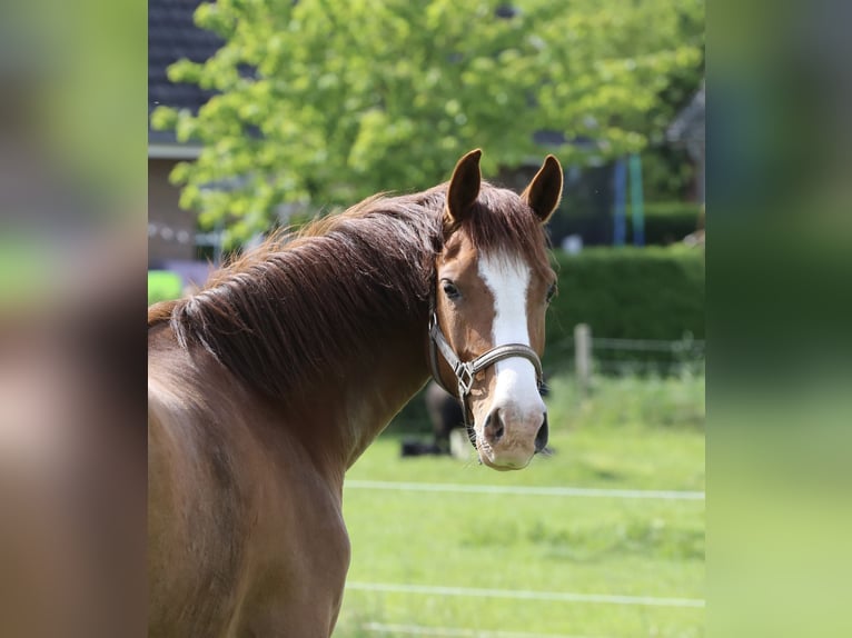 Holstein Mare 5 years 16,1 hh Chestnut-Red in Haselau