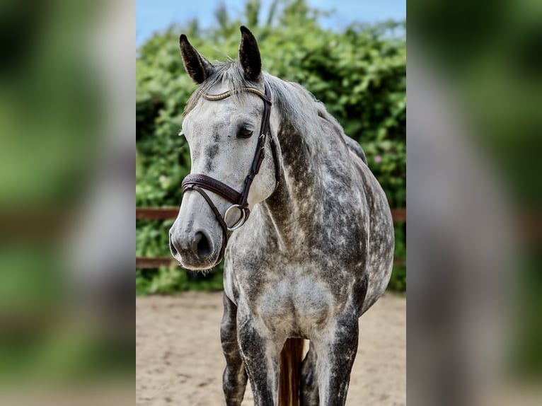 Holstein Mare 5 years 16,1 hh Grey-Dapple in Blekendorf