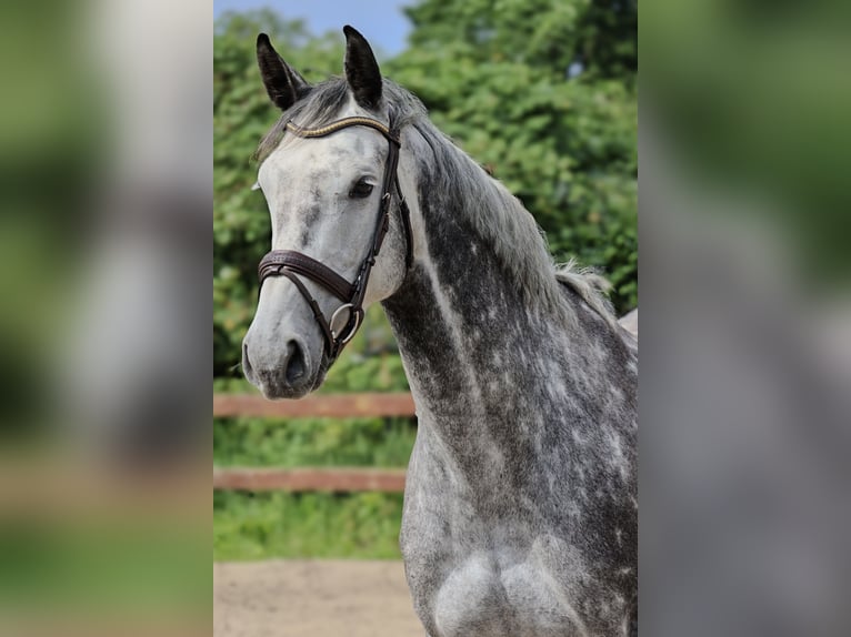 Holstein Mare 5 years 16,1 hh Grey-Dapple in Blekendorf
