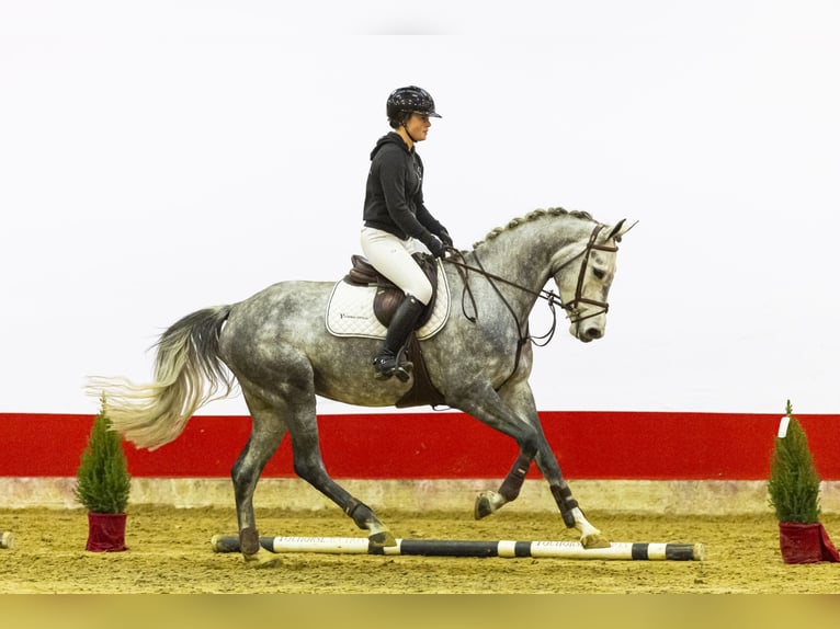 Holstein Mare 5 years 16,1 hh Grey in Waddinxveen
