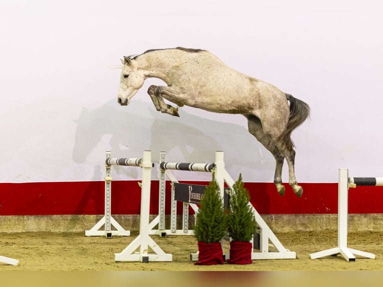 Holstein Mare 5 years 16,1 hh Grey in Waddinxveen