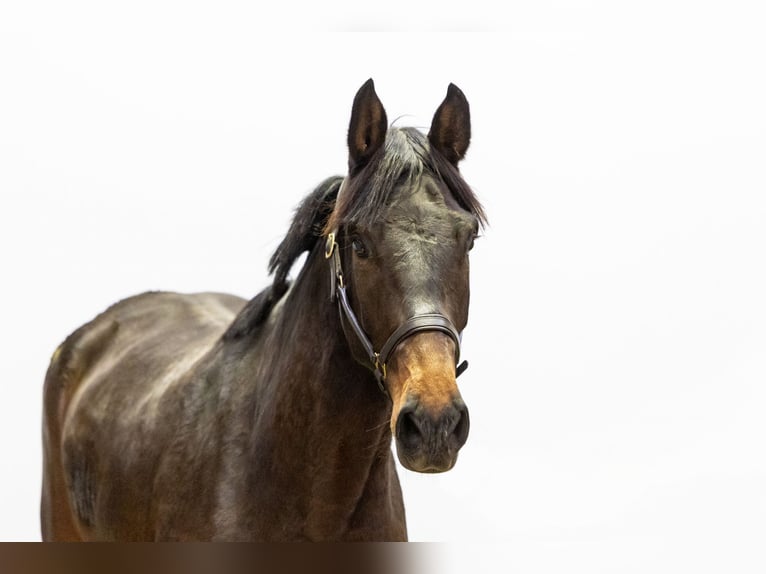 Holstein Mare 5 years 16,2 hh Bay-Dark in Waddinxveen