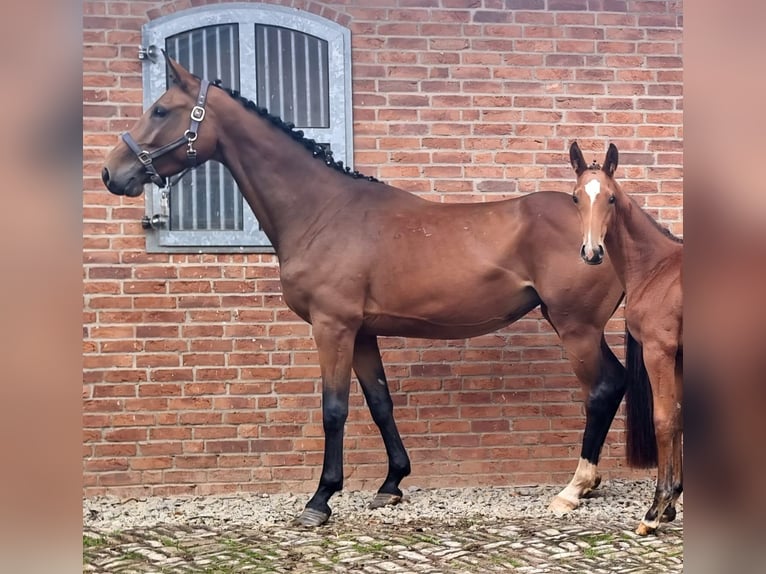 Holstein Mare 5 years 16,2 hh Brown in Bodenrode-Westhausen