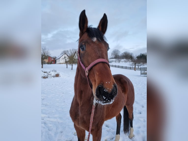 Holstein Mare 5 years 16,2 hh Brown in Bodenrode-Westhausen