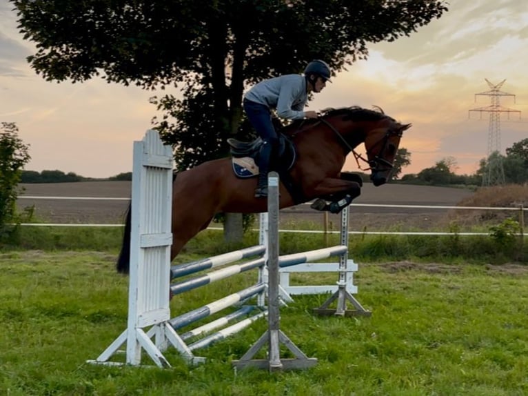 Holstein Mare 5 years 16,2 hh Brown in Felde