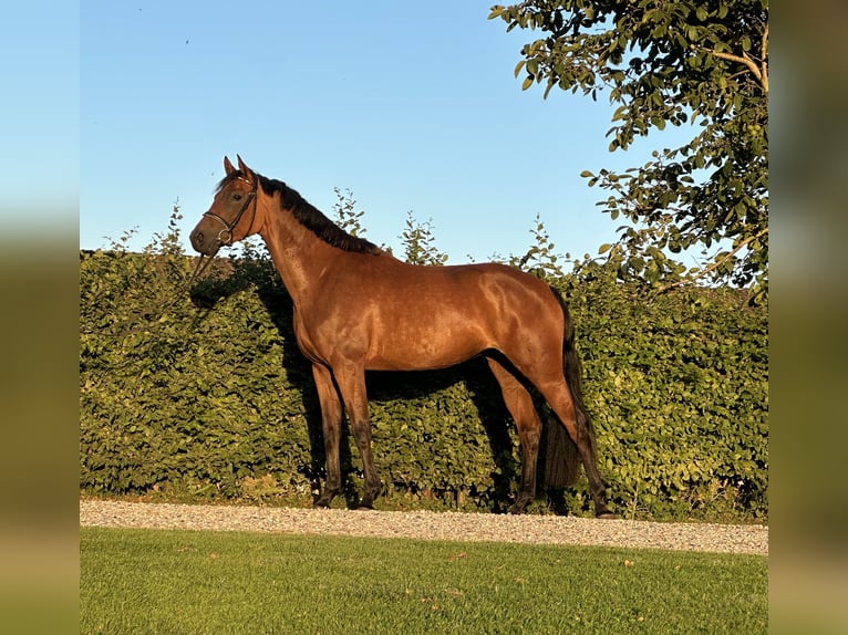 Holstein Mare 5 years 16,2 hh Brown in Felde