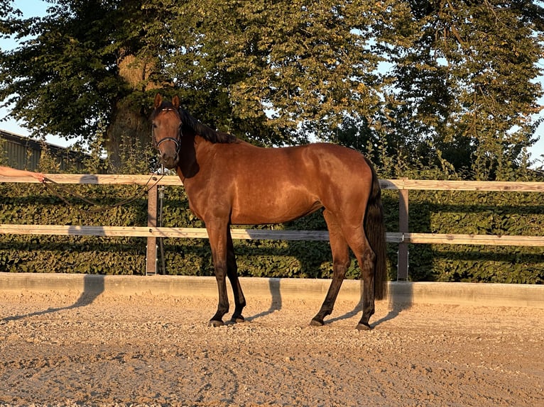 Holstein Mare 5 years 16,2 hh Brown in Felde