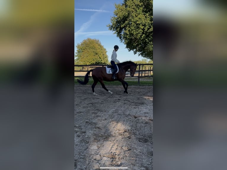 Holstein Mare 5 years 16,2 hh Brown in Itzehoe
