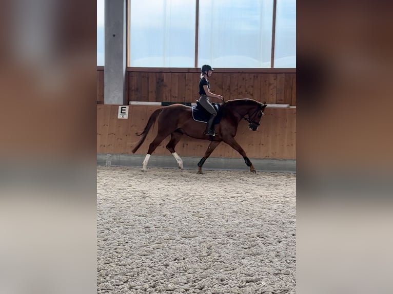 Holstein Mare 5 years 16,2 hh Chestnut-Red in Kirchenthumbach