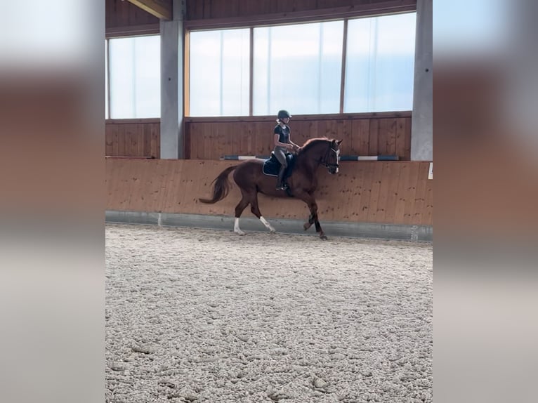 Holstein Mare 5 years 16,2 hh Chestnut-Red in Kirchenthumbach