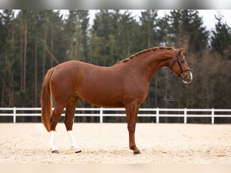 Holstein Mare 5 years 16,2 hh Chestnut-Red in Kirchenthumbach