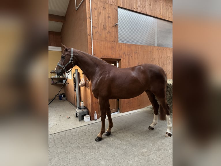 Holstein Mare 5 years 16,2 hh Chestnut-Red in Kirchenthumbach