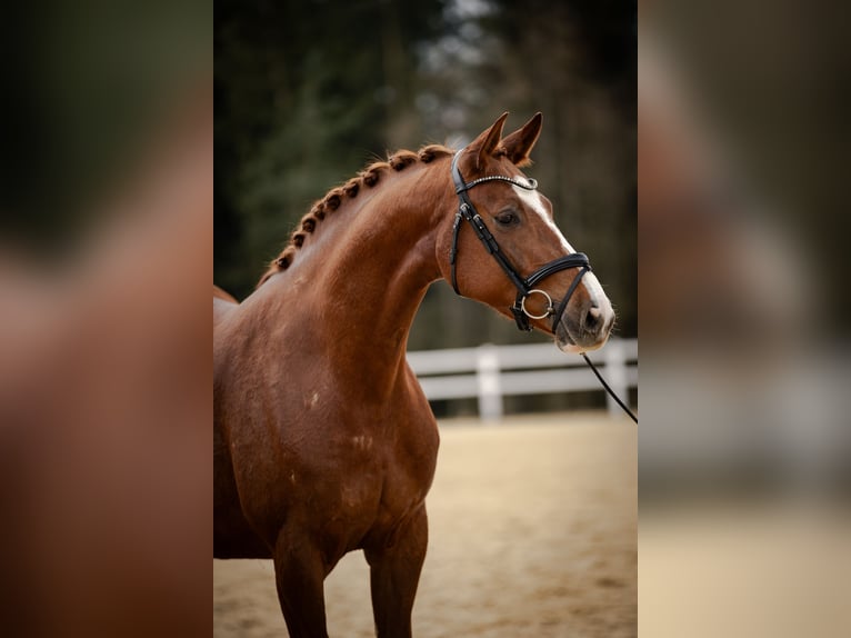 Holstein Mare 5 years 16,2 hh Chestnut-Red in Kirchenthumbach