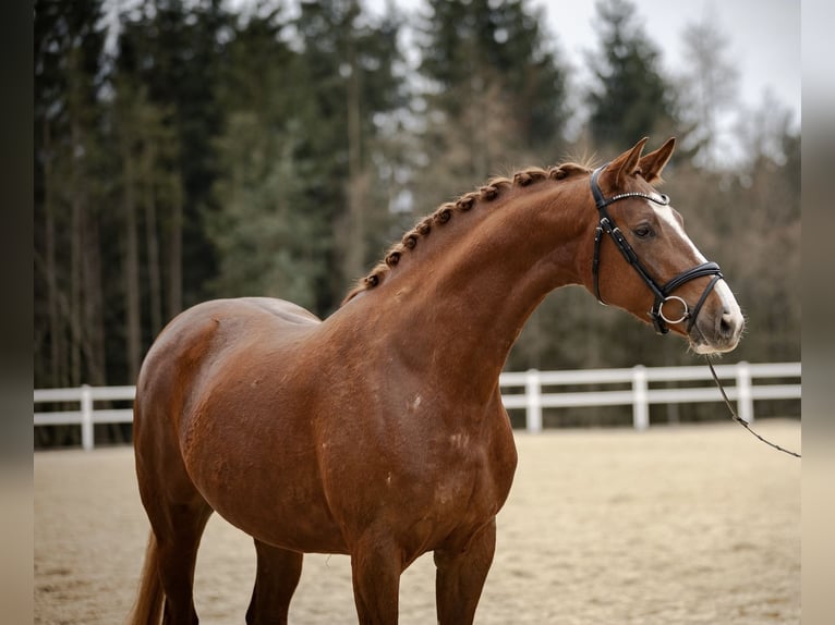 Holstein Mare 5 years 16,2 hh Chestnut-Red in Kirchenthumbach
