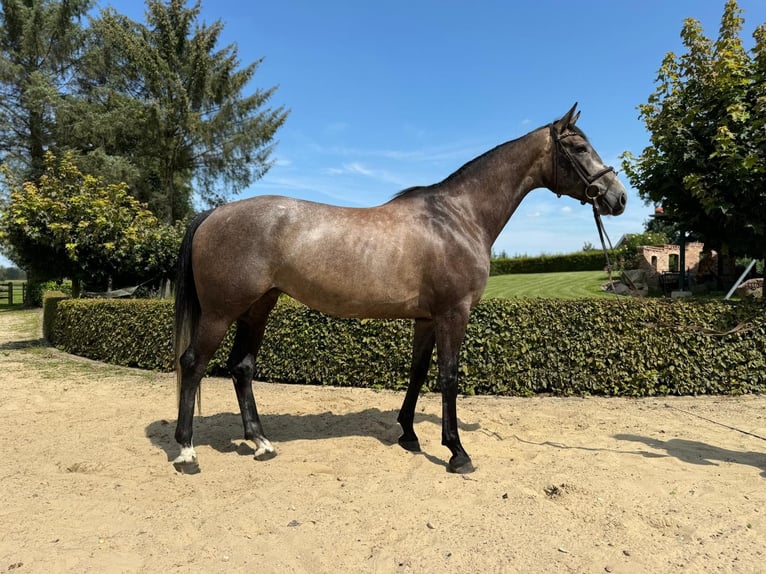 Holstein Mare 5 years 16,2 hh Gray in Bokel