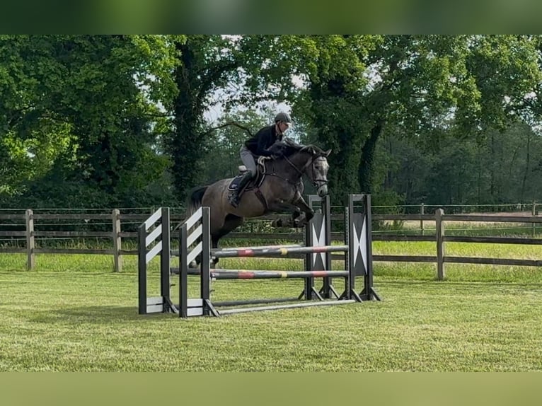Holstein Mare 5 years 16,2 hh Gray in Bokel