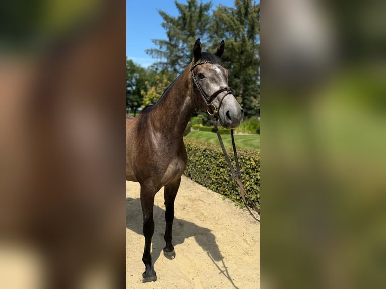 Holstein Mare 5 years 16,2 hh Gray in Bokel