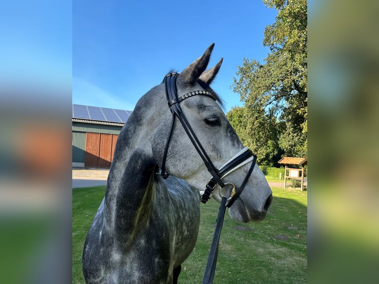 Holstein Mare 5 years 16,2 hh Grey-Dapple in Tangstedt