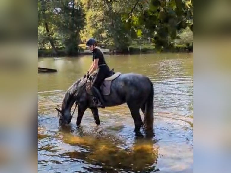 Holstein Mare 5 years 16,2 hh Grey-Dapple in Tangstedt