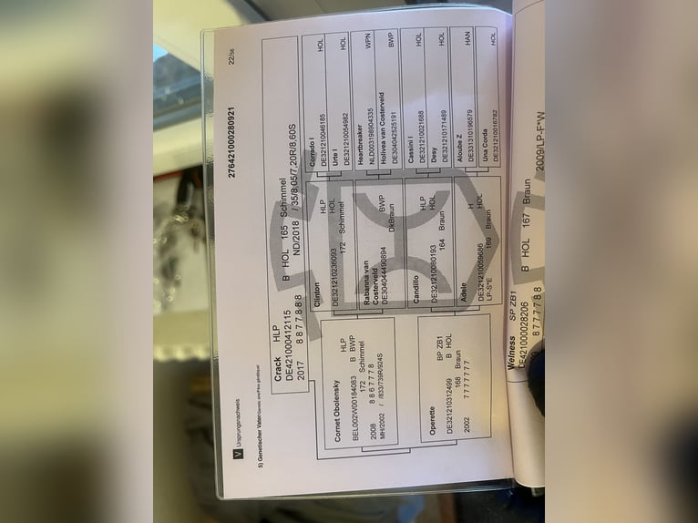 Holstein Mare 5 years 16,2 hh Grey in Postfeld