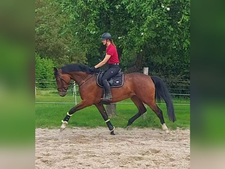 Holstein Mare 5 years 16,3 hh Brown in Wittingen