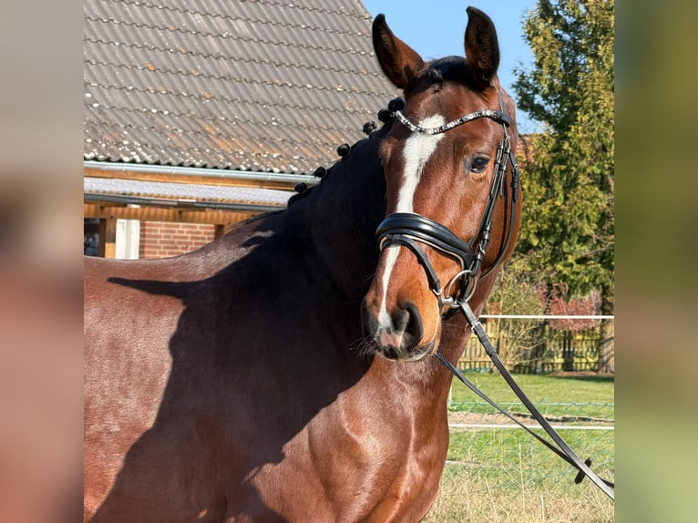 Holstein Mare 5 years 16,3 hh Brown in Wittingen