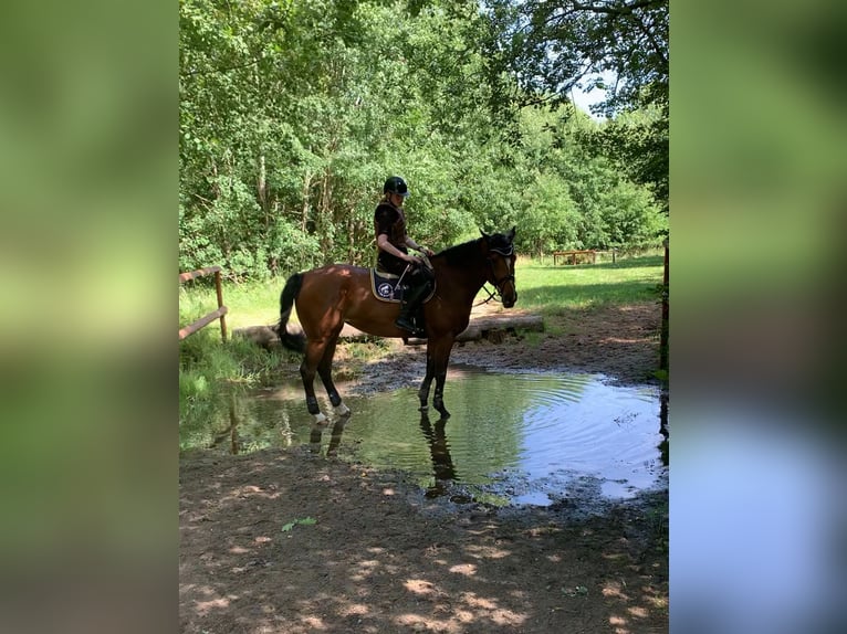 Holstein Mare 5 years 16,3 hh Brown in Rodenbek