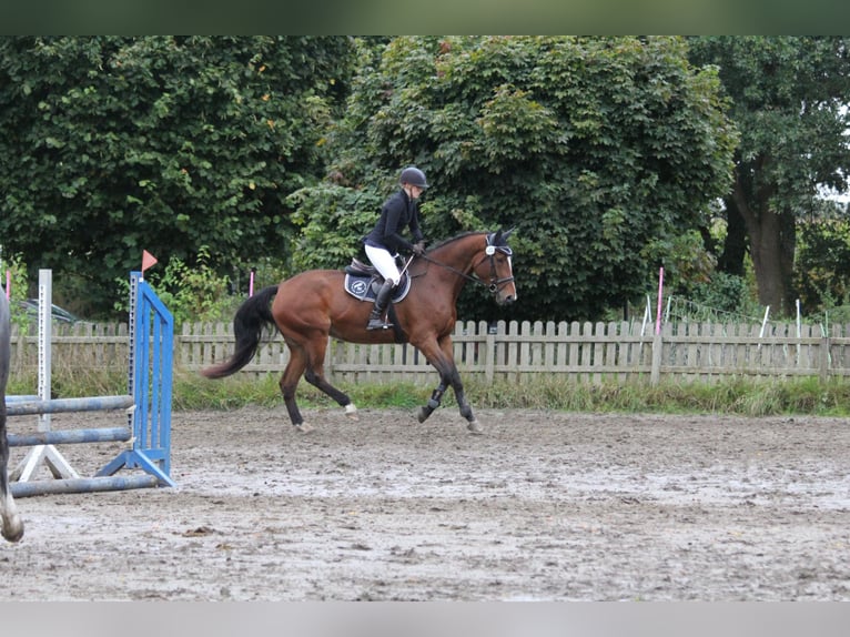 Holstein Mare 5 years 16,3 hh Brown in Rodenbek