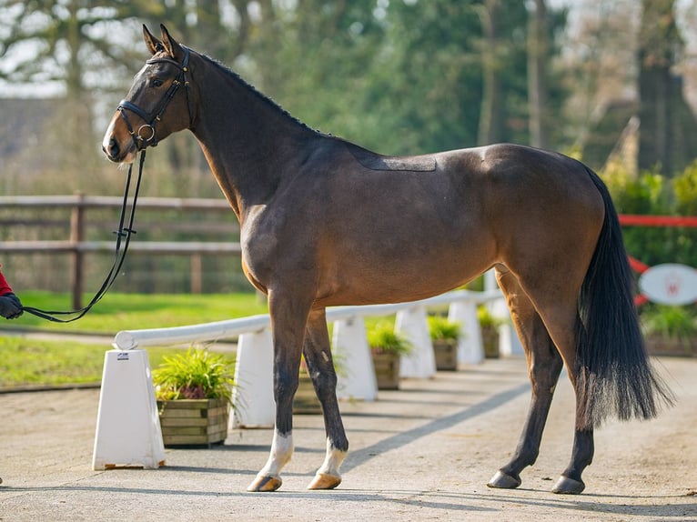 Holstein Mare 5 years 16,3 hh Brown in Münster-Handorf