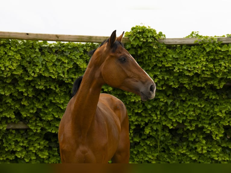 Holstein Mare 5 years 16,3 hh Brown in Waddinxveen