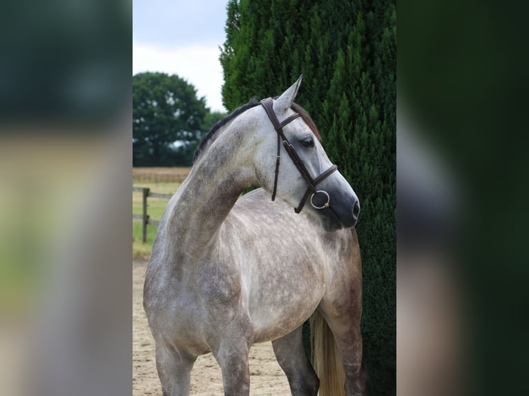 Holstein Mare 5 years 16,3 hh Gray in Nottuln