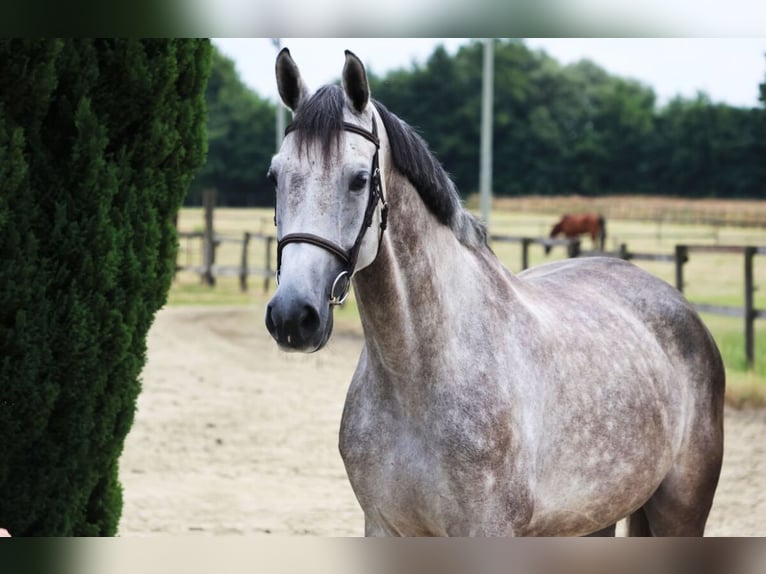 Holstein Mare 5 years 16,3 hh Gray in Nottuln