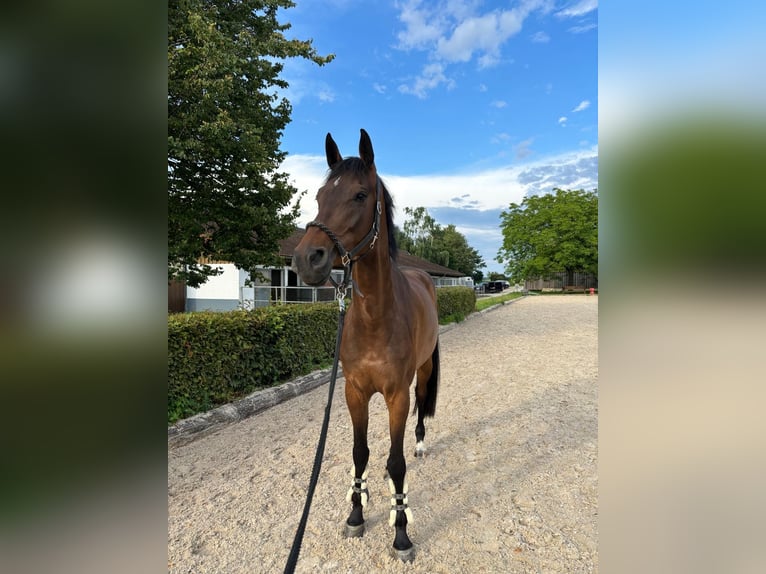 Holstein Mare 5 years 17,1 hh Brown in Weil der Stadt